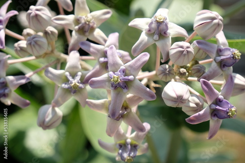 Close up of violet Crown flower or Calotropis gigantea