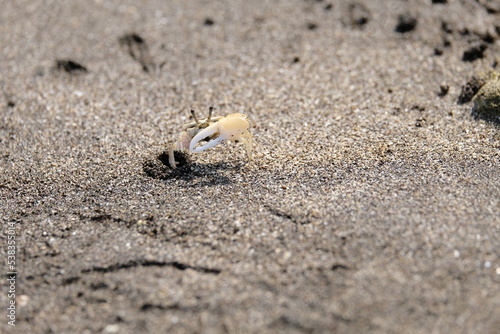 Fidler crab on the beach sand