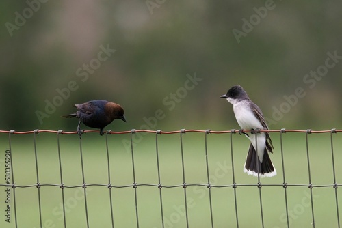 Closeup view of the Brown-headed Cowbird and Eastern kingbird standing on a welded wire fence photo