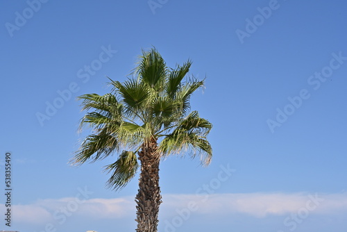 View on top part of stem and leaves of the palm three against the blue background of the sky. Leaves are moved by the wind and below crown of the plant is thin layer of white clouds.
