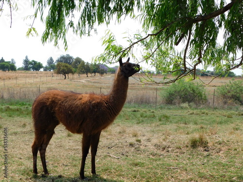 Closeup portrait view of a large brown Llama standing under a Willow Tree whilst nibbling the bright green leaves from the branches, in Gauteng, South Africa