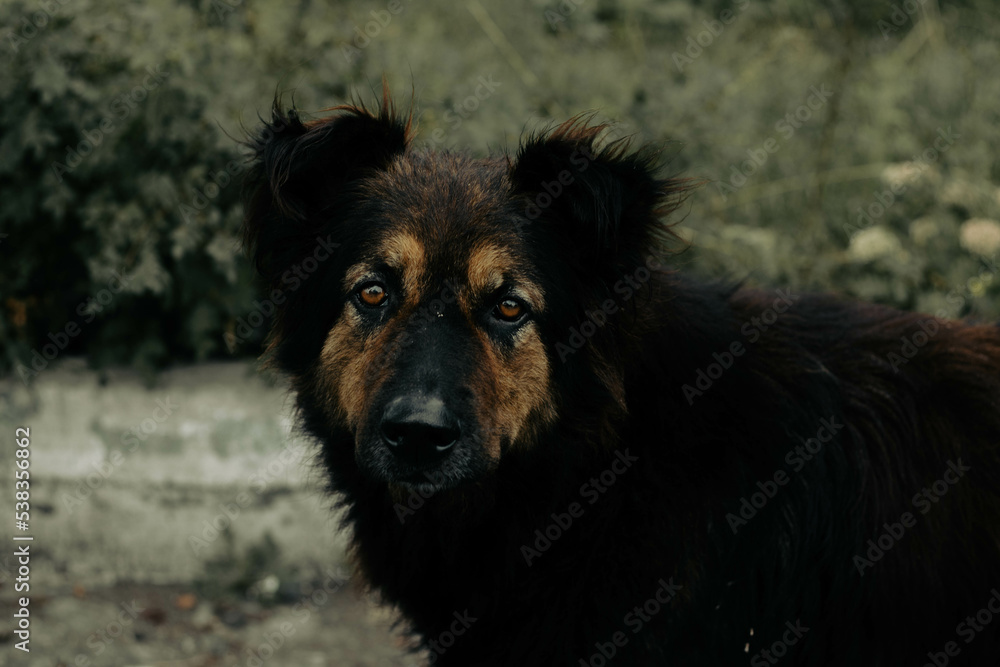 portrait of a dog portrait of a dog