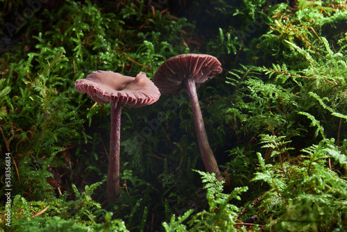 Laccaria bicolor. View of Laccaria bicolor mushrooms growing in the forest