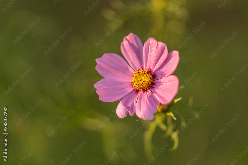 einzelne Cosmea-Blume (Schmuckkörbchen) in rosa mit grünem Hintergrund einzelne Cosmea-Blume (Schmuckkörbchen) in rosa mit grünem Hintergrund