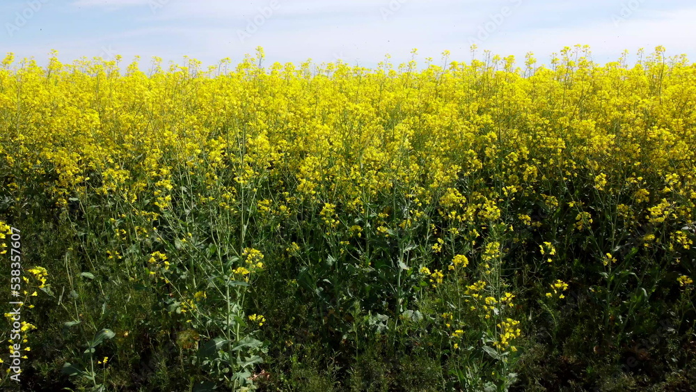 Rapeseed flowers close up. Bright yellow blooming rapeseed growing in agricultural fields. Sown fields rapeseed crop. Blooming canola field. Yellow flower blossom rapeseed canola agriculture field Rapeseed flowers close up. Bright yellow blooming rapeseed growing in agricultural fields. Sown fields rapeseed crop. Blooming canola field. Yellow flower blossom rapeseed canola agriculture field