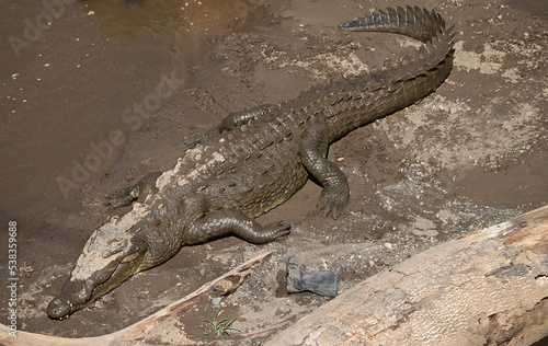 Ein ausgewachsenes Amerikanisches Krokodil liegt am Strand des Tarcoles Fluss in Costa Rica und sonnt sich.