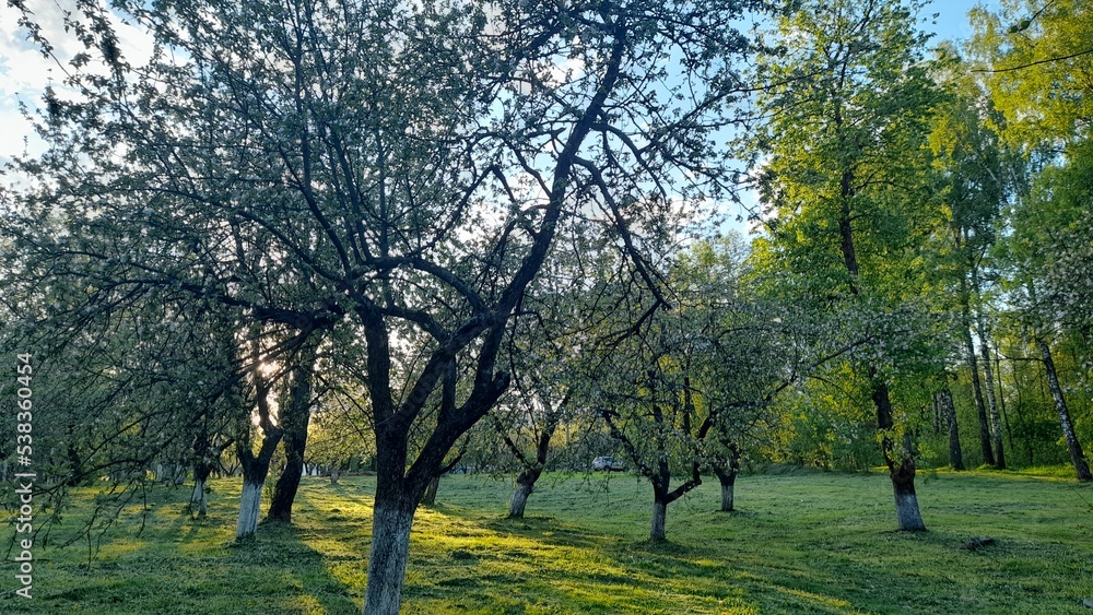 spring forest and garden trees. nature green tree sunlight backgrounds. Park of flowering trees at sunset spring forest and garden trees. nature green tree sunlight backgrounds. Park of flowering trees at sunset