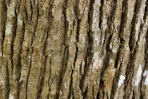 Dry tree bark texture and background. Nature concept 