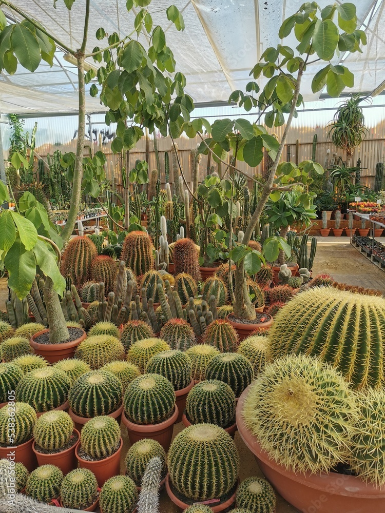 cactus in a greenhouse
