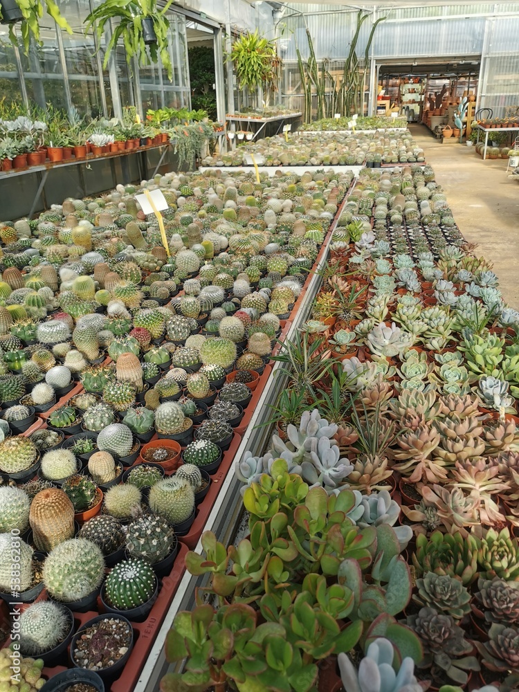 Vívero de cactus