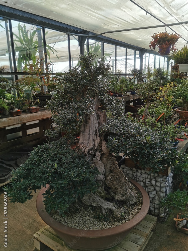 Olivo bonsai