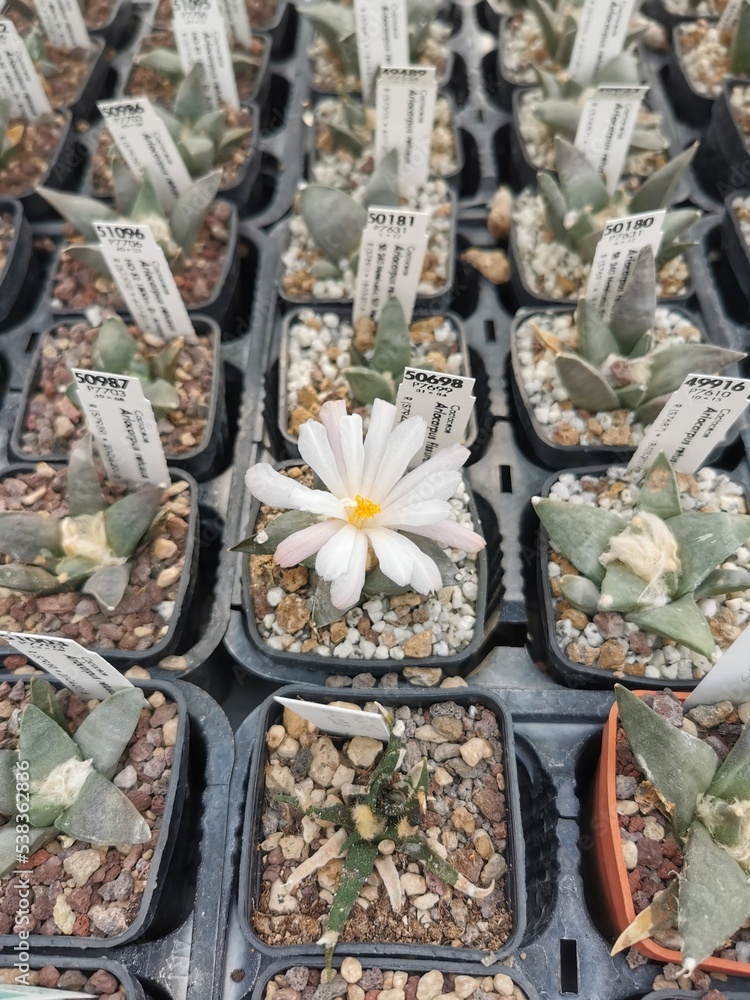 cactus en flor