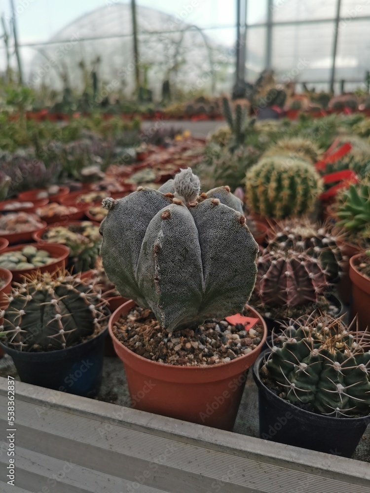 cactus in a greenhouse