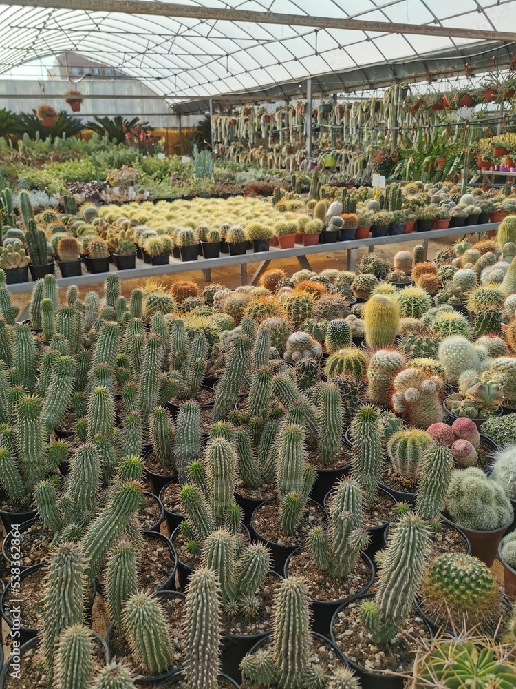 cactus in the greenhouse