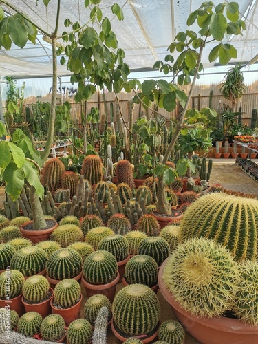 Obraz na płótnie cactus in a greenhouse w salonie