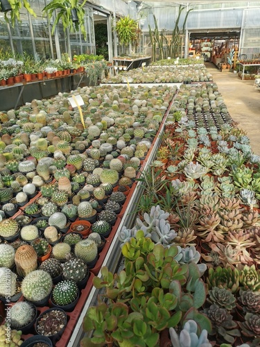 Obraz na płótnie Vívero de cactus w salonie