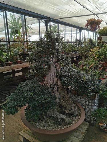 Obraz na płótnie Olivo bonsai w salonie