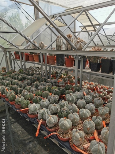 Cactus in a greenhouse