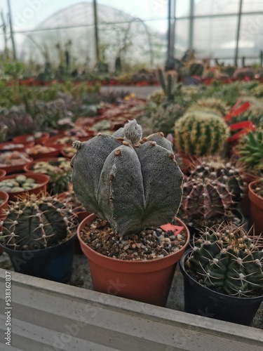 Obraz na płótnie cactus in a greenhouse w salonie