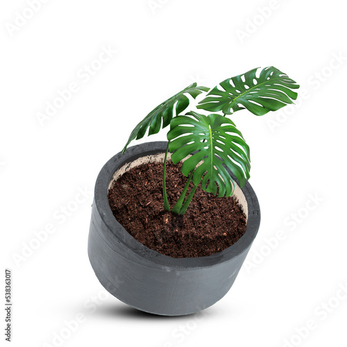 gray flowers and plants concrete pot isolated on white background