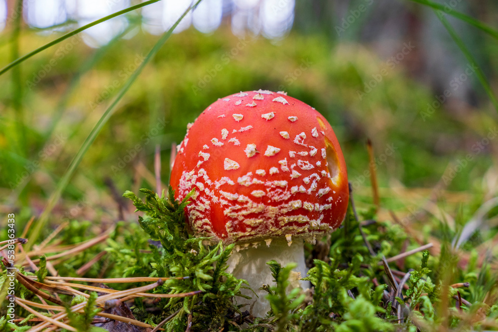Młody trujący muchomor czerwony w leśnej ściółce. Młody trujący muchomor czerwony w leśnej ściółce.