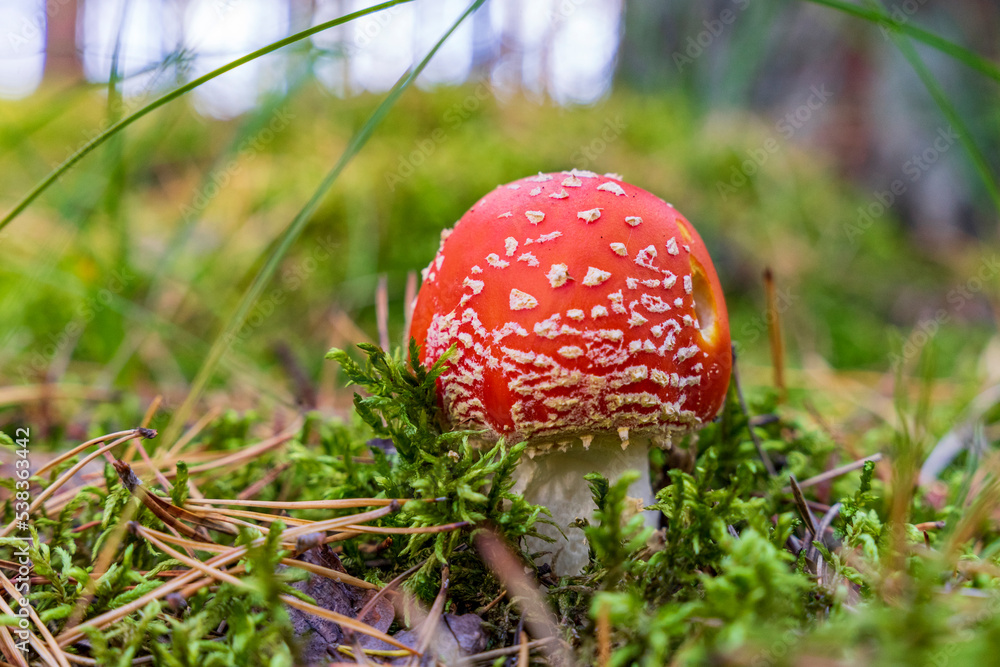Młody trujący muchomor czerwony w leśnej ściółce. Młody trujący muchomor czerwony w leśnej ściółce.