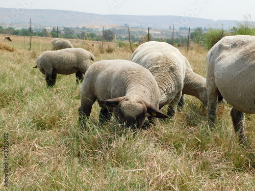 Front, Ground view of Hampshire Down Ewe sheep and Lambs grazing in a dull green and golden grass field on a hot sunny day in Gauteng, South Africa