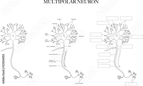 Neuron (Nerve Cell) anatomy black and white line art illustration. Labeled and unlabeled images for coloring and learning neuron structure.
