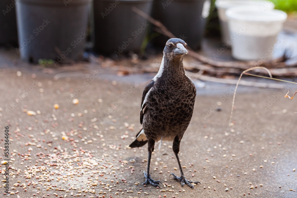 young magpie standing on concrete in backyard young magpie standing on concrete in backyard