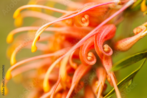 Macro close up view of orange grevillea flower photo