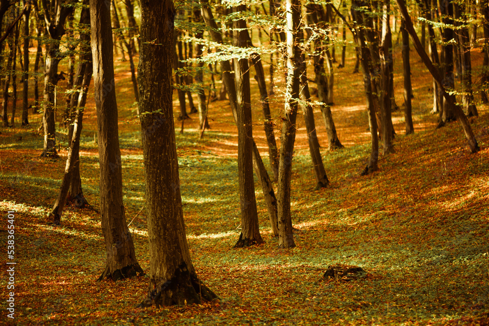 Obraz premium beautiful multicolor fall forest background with trees roots covered by fallen leafs and green moss