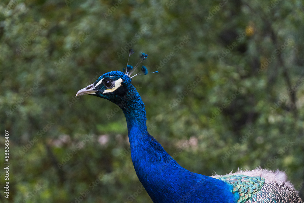 Fototapeta premium portrait of a peacock