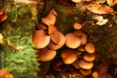 poisoned mushrooms growing in fall forest near at the roots of trees 