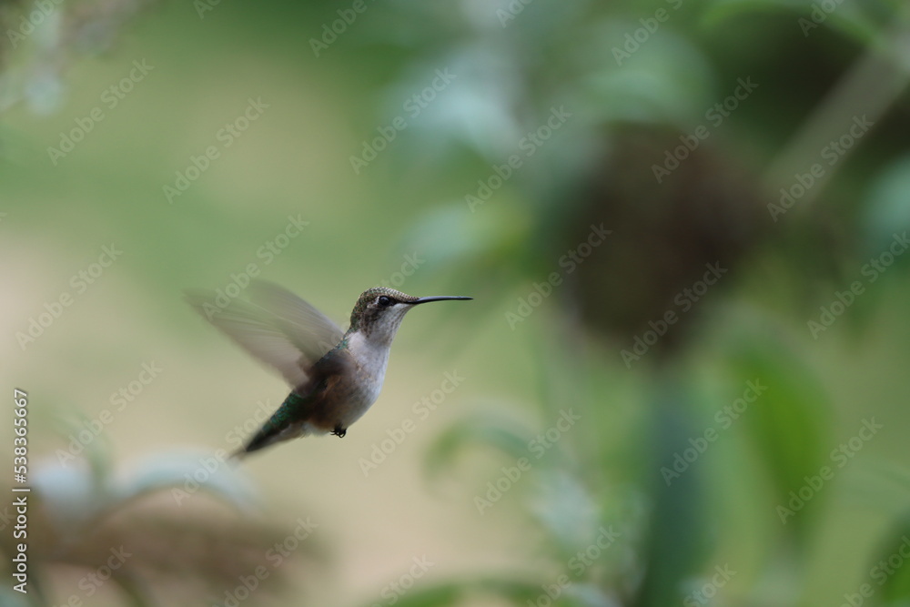 Obraz premium A ruby throated hummingbird hovering near a butterfly bush