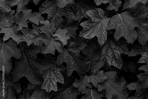 Selective focus leaves of Oakleaf hydrangea in black and white toned, Hydrangea quercifolia is a species of flowering plant in the family Hydrangeaceae, Natural dark leaf pattern texture background. photo