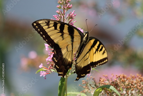 Closeup of an eastern tiger swallowtail butterfly in summertime © Lisa Basile Ellwood