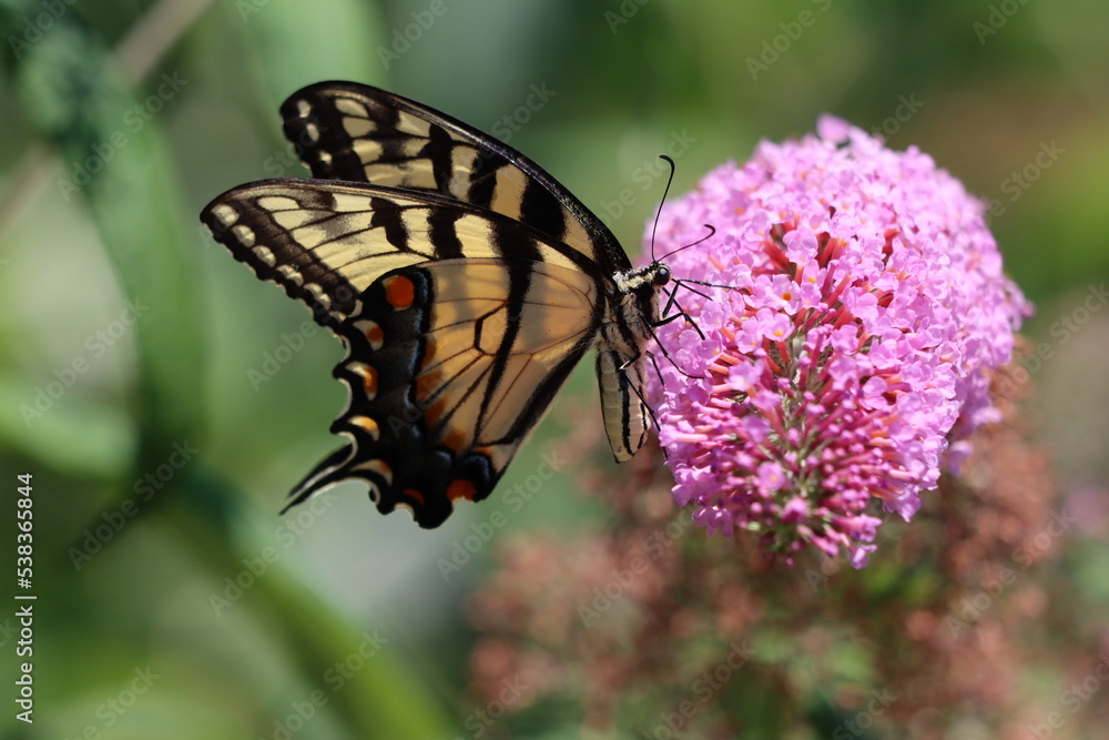 Fototapeta premium Stunning tiger swallowtail butterfly on a pink butterfly bush