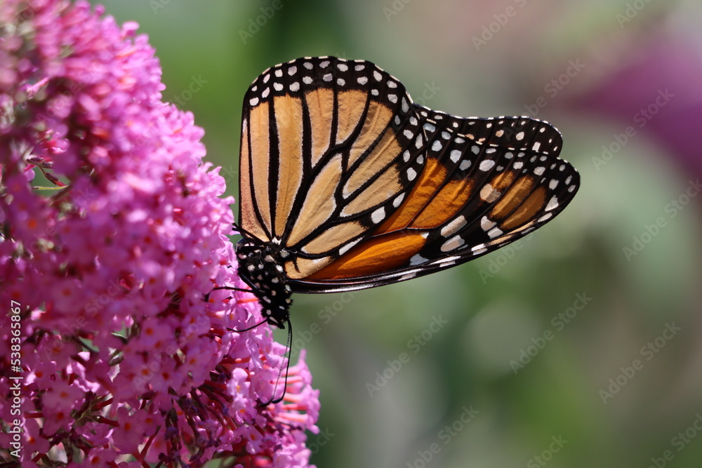 Fototapeta premium A monarch butterfly on a butterfly bush