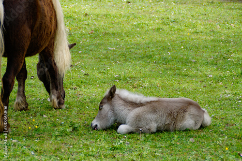 a sleeping fluffy grey pony foal sleeping on the green meadow with his mother grazing by his side on a fine spring day, Mainau, Germany 