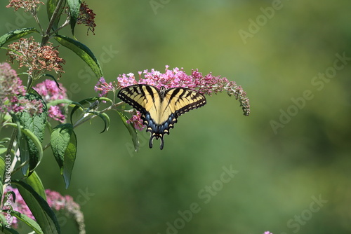 An eastern tiger swallowtail butterfly on a pink butterfly bush photo