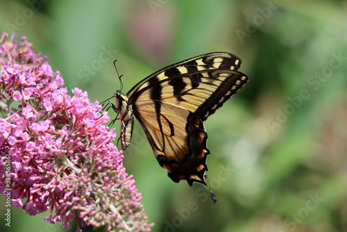 Closeup of an eastern tiger swallowtail on a butterfly bush photo