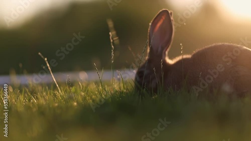 Rabbit on a meadow or bunny on a green grass with creamy bokeh, sunset or sunrise, year of the rabbit bunny