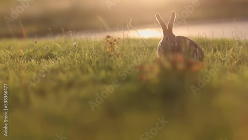 Rabbit on a meadow or bunny on a green grass with creamy bokeh, sunset or sunrise, year of the rabbit bunny