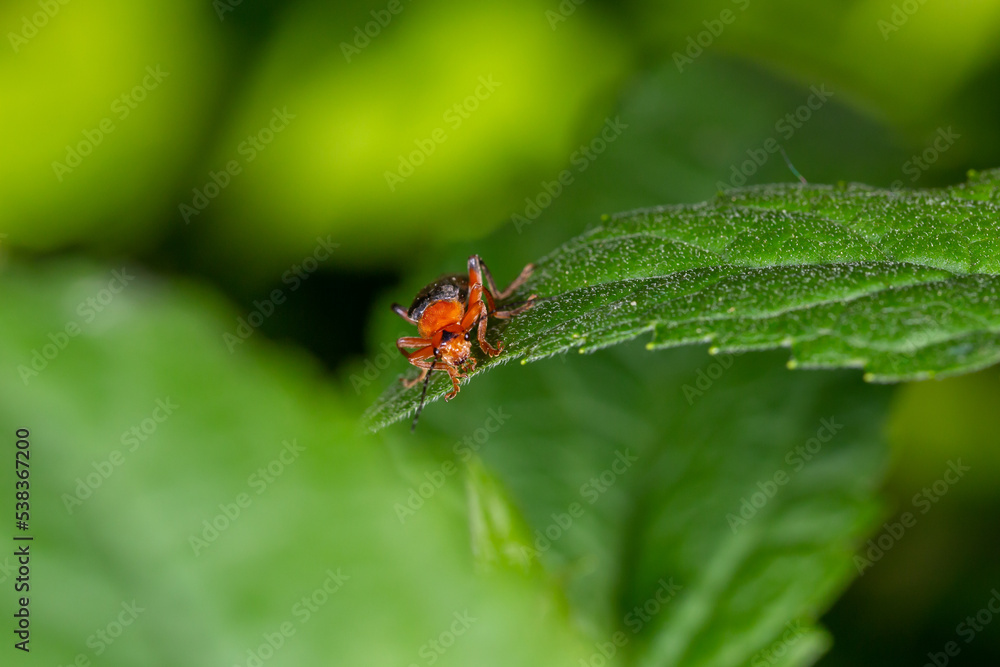 A soldier beetle sits on small white flowers macro photography in the summer. A flying bug sits on a flowering plant. A soldier beetle sits on small white flowers macro photography in the summer. A flying bug sits on a flowering plant.