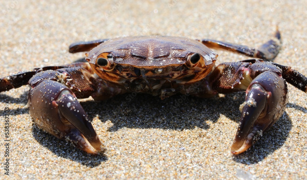 crab with mighty claws in the sandy beach