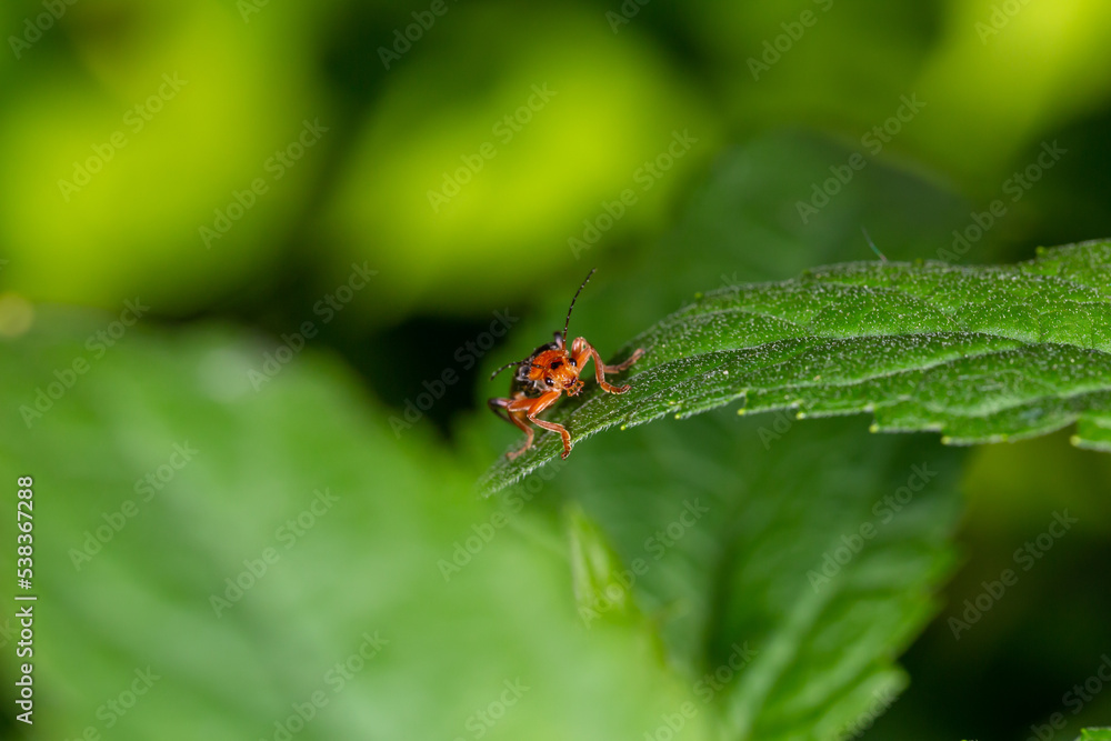 A soldier beetle sits on small white flowers macro photography in the summer. A flying bug sits on a flowering plant. A soldier beetle sits on small white flowers macro photography in the summer. A flying bug sits on a flowering plant.
