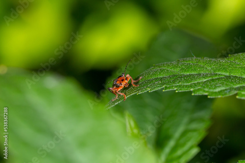 A soldier beetle sits on small white flowers macro photography in the summer. A flying bug sits on a flowering plant.