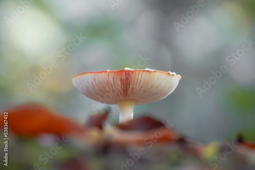 Mushroom close-up with a bokeh background and beautiful autumn colors