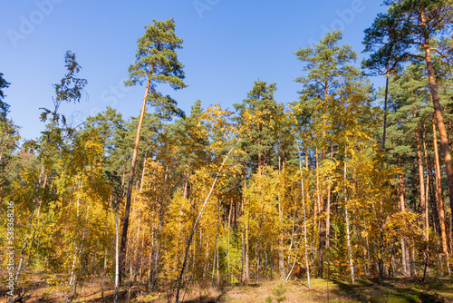 Autumn forest landscape. Yellow leaves on the trees.