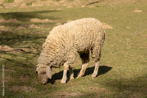 Schaf grasend auf einer Wiese 